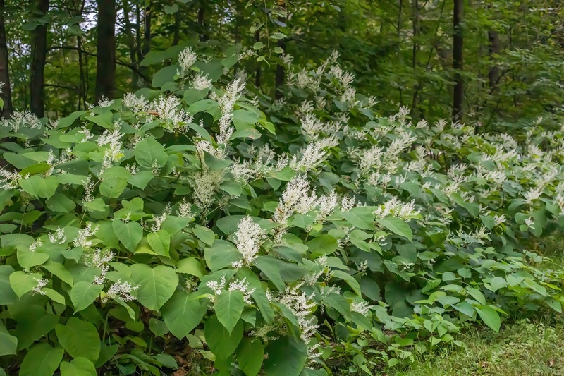 What does Japanese knotweed look like